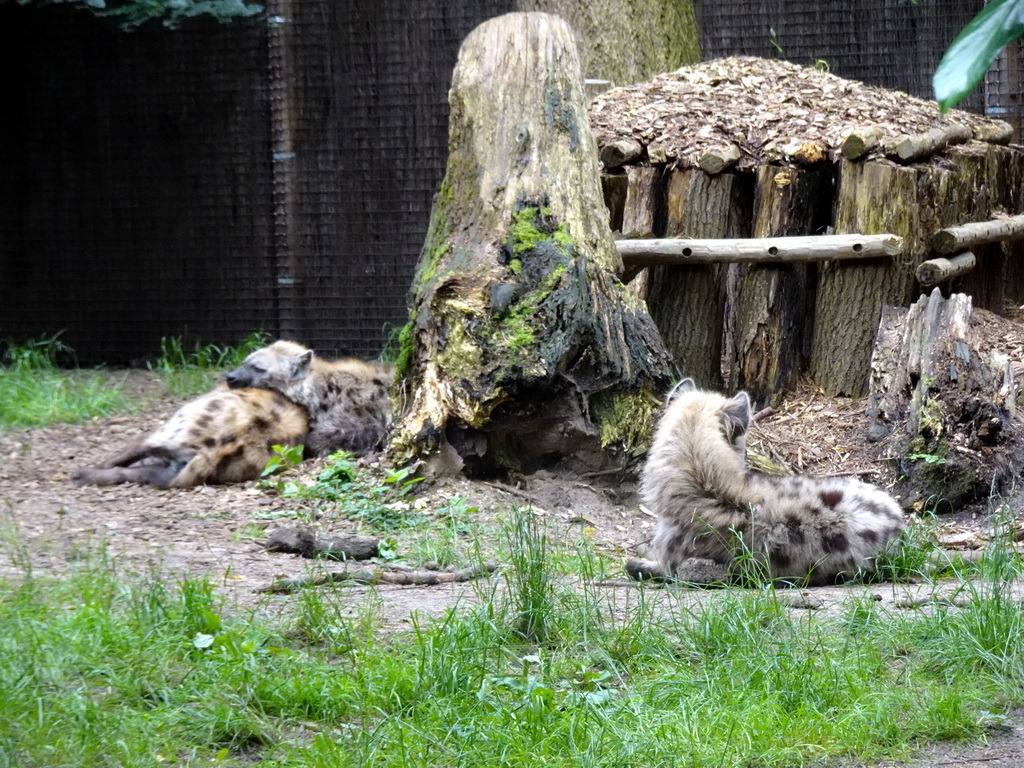 Spotted Hyenas at the DierenPark Amersfoort zoo