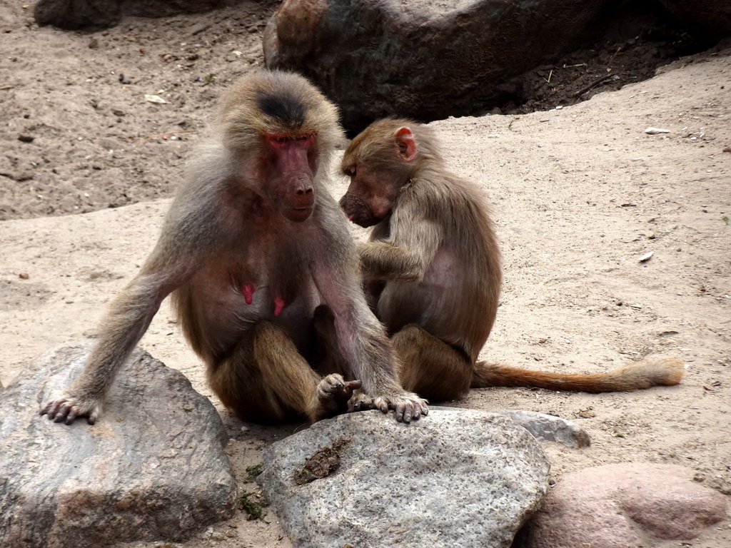 Hamadryas Baboons at the City of Antiquity at the DierenPark Amersfoort zoo