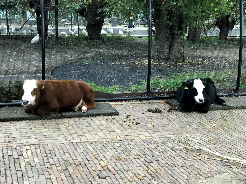 Cows at the Childrens Farm at the Royal Artis Zoo