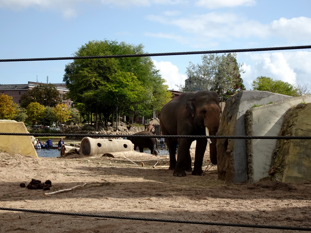 Asian Elephants at the Royal Artis Zoo