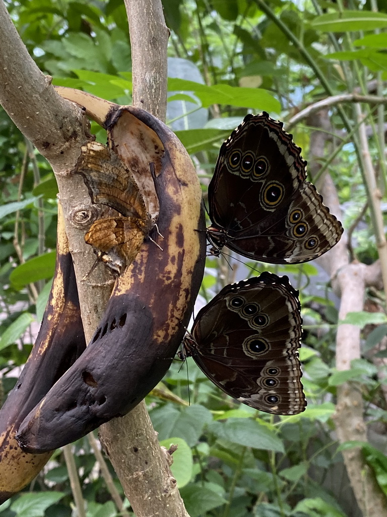 Butterflies at the Butterfly Pavilion at the Royal Artis Zoo