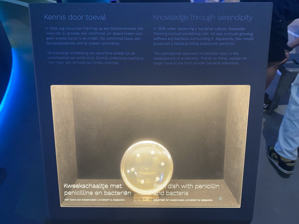 Petri dish with penicillin and bacteria at the Humania Exhibition at the Fourth Floor of the NEMO Science Museum, with explanation