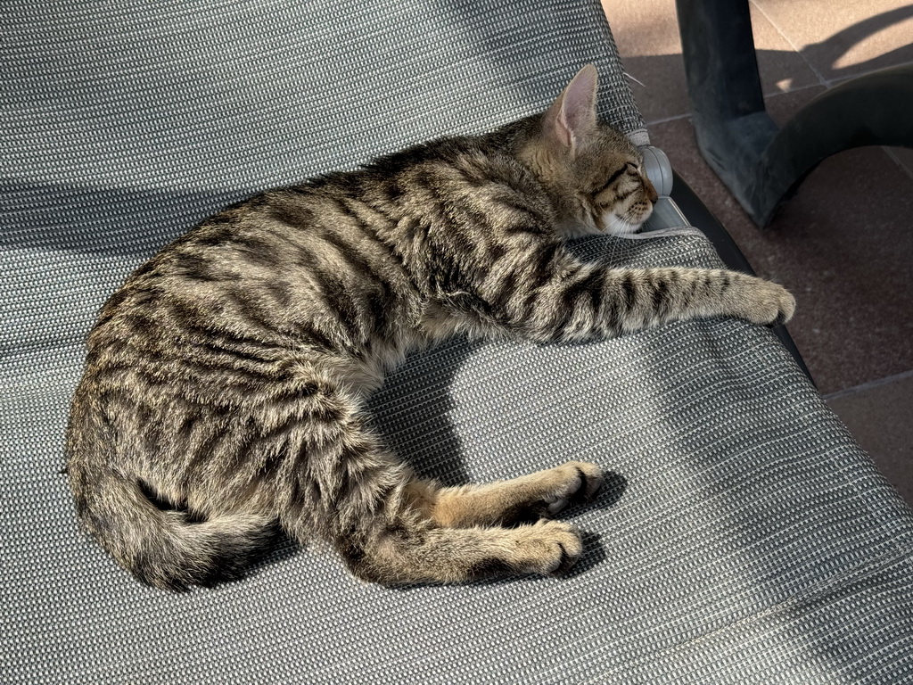 Cat on a beach chair at the swimming pool at the garden of the Rixos Downtown Antalya hotel