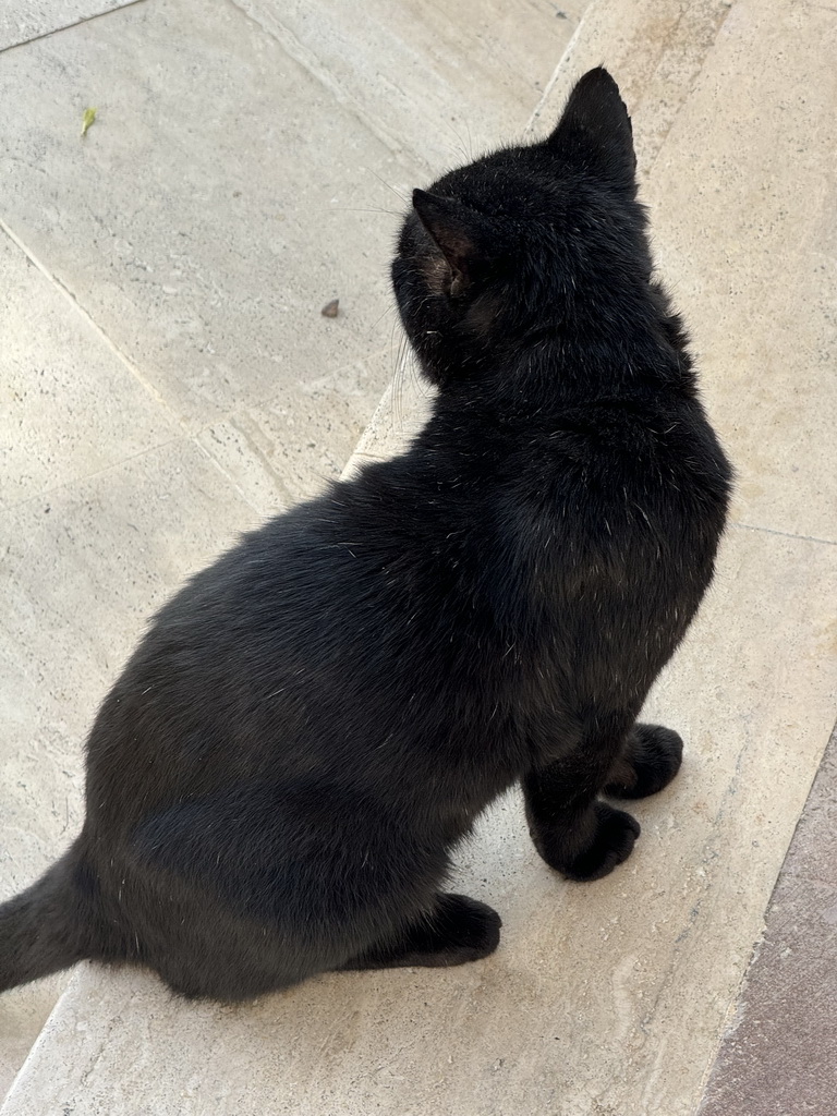 Cat at the garden of the Rixos Downtown Antalya hotel