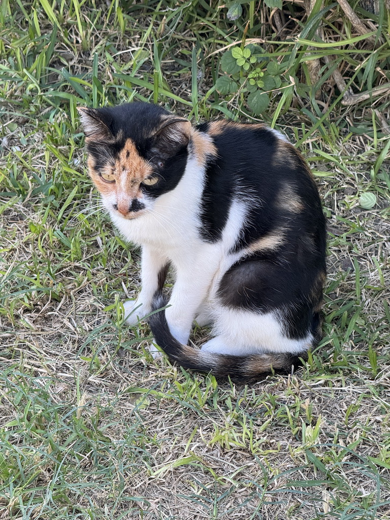 Cat at the Atatürk Kültür Park