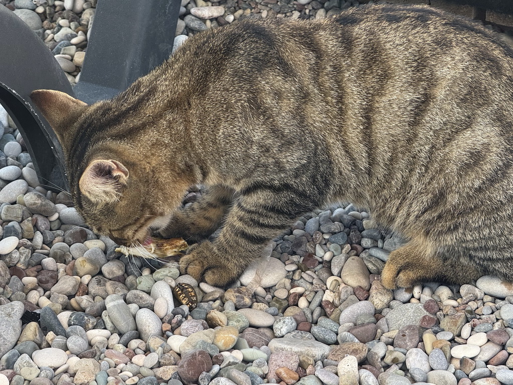 Cat at the Roxy Beach Club at the Beach Park