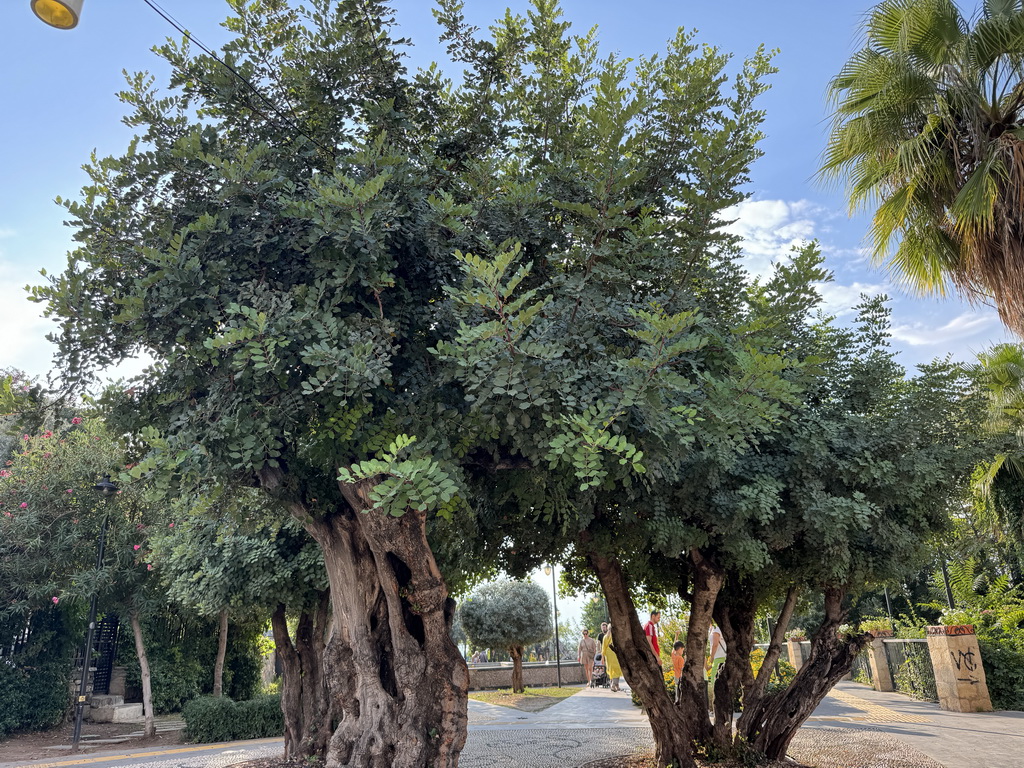 Trees at the south side of the Kecili Park