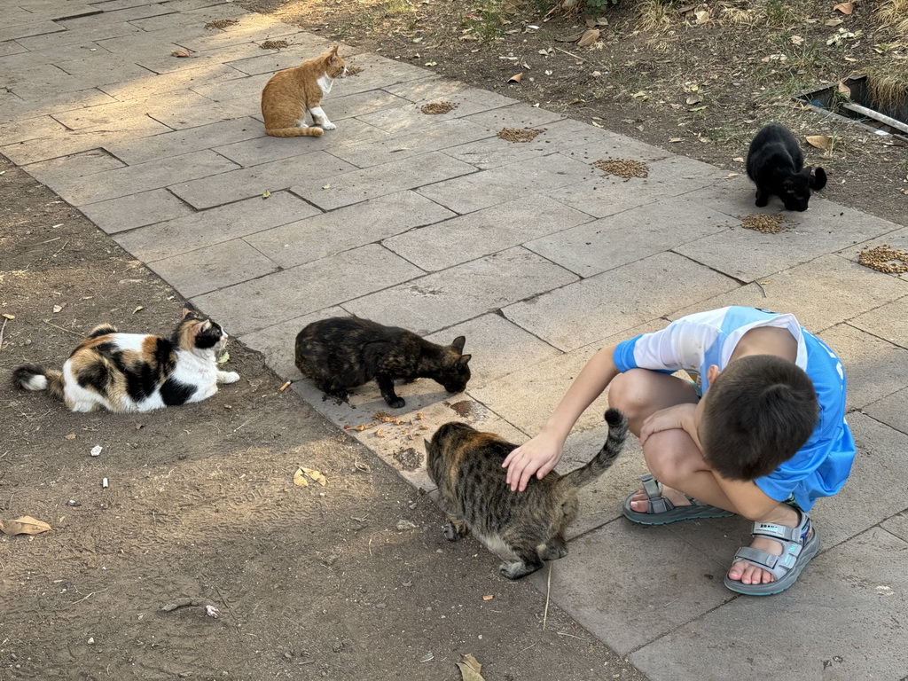 Max with cats at the Cumhuriyet Caddesi street