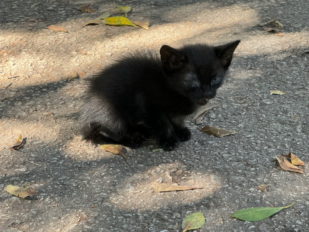 Kitten at the Atatürk Kültür Park