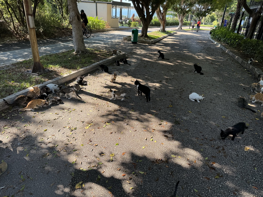 Cats and kittens at the Atatürk Kültür Park