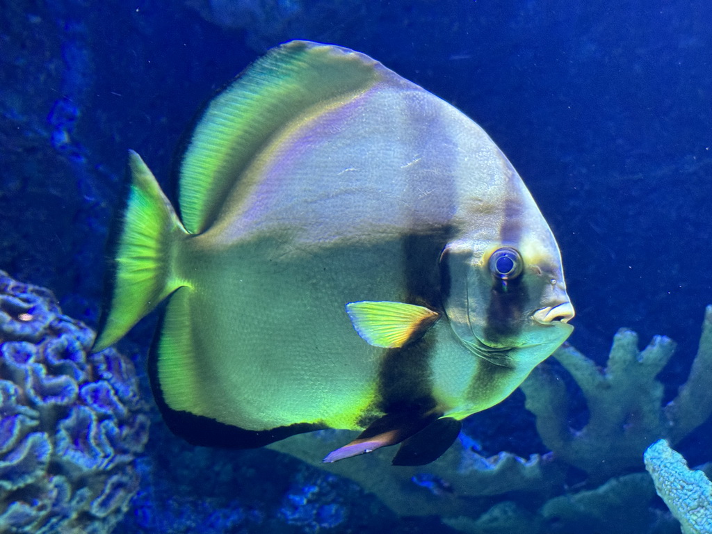 Orbicular Batfish at the First Floor of the Aquarium at the Antalya Aquarium