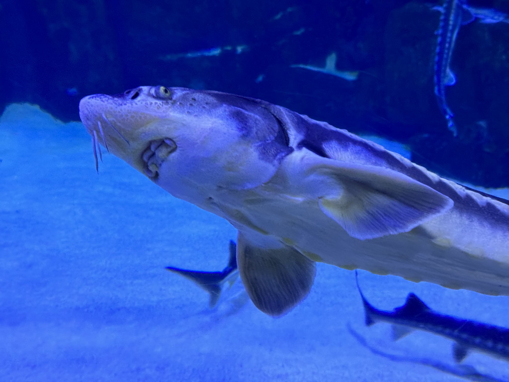 Sturgeon at the First Floor of the Aquarium at the Antalya Aquarium