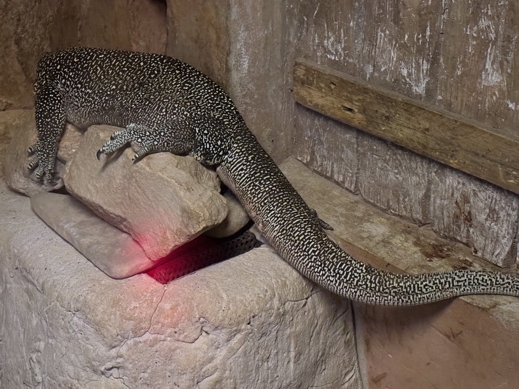 Blue-tailed Monitor at the WildPark Antalya at the Antalya Aquarium