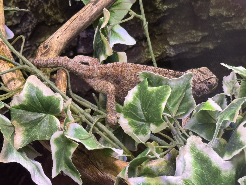 Chameleon at the WildPark Antalya at the Antalya Aquarium