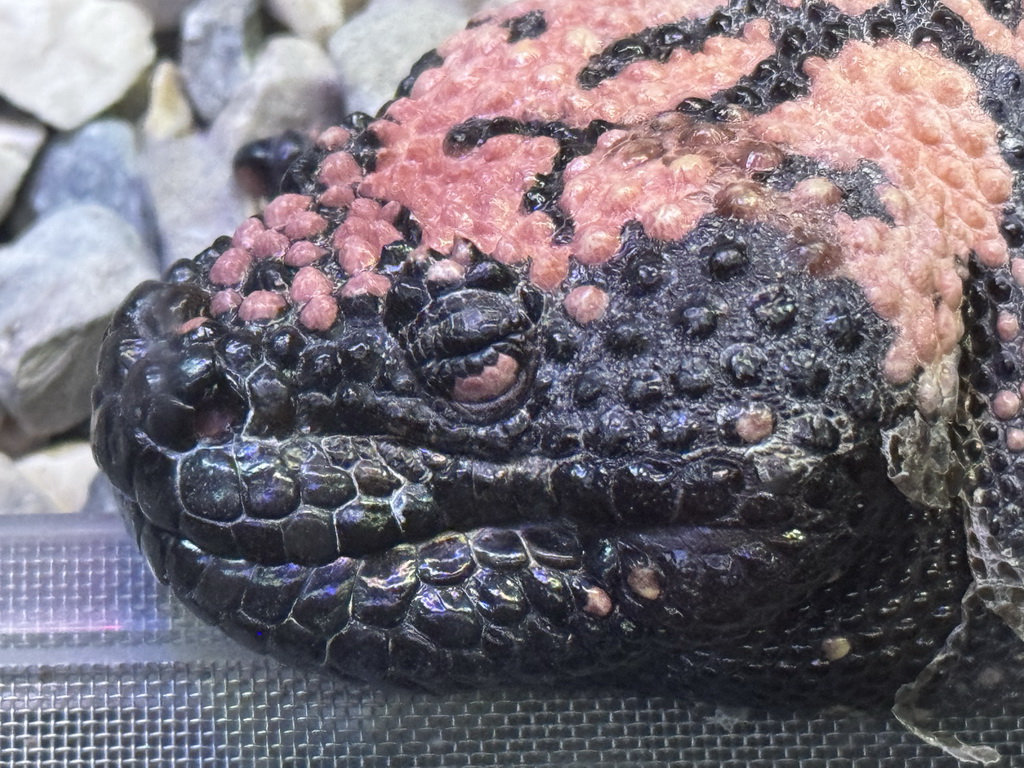 Head of a Gila Monster at the WildPark Antalya at the Antalya Aquarium