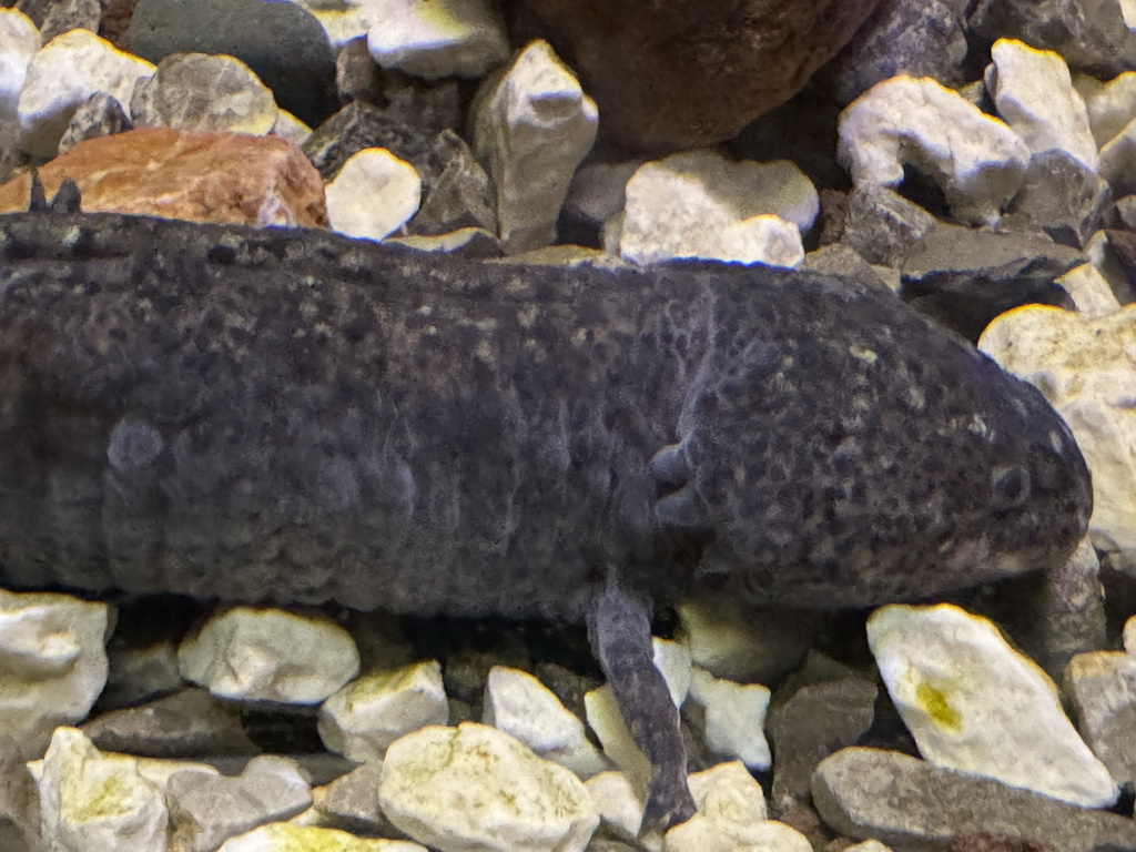 Axolotl at the WildPark Antalya at the Antalya Aquarium