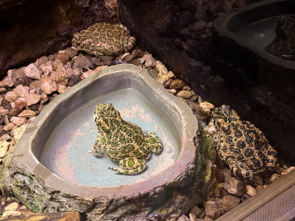 African Bullfrogs at the WildPark Antalya at the Antalya Aquarium