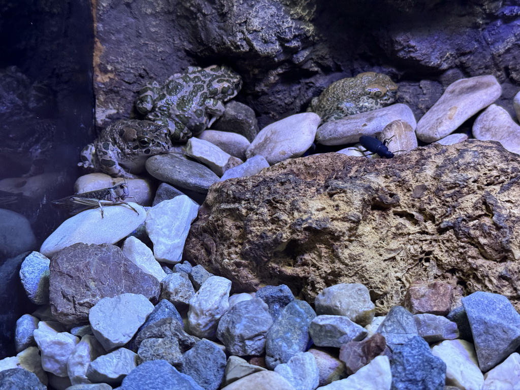 African Bullfrogs and Locust at the WildPark Antalya at the Antalya Aquarium