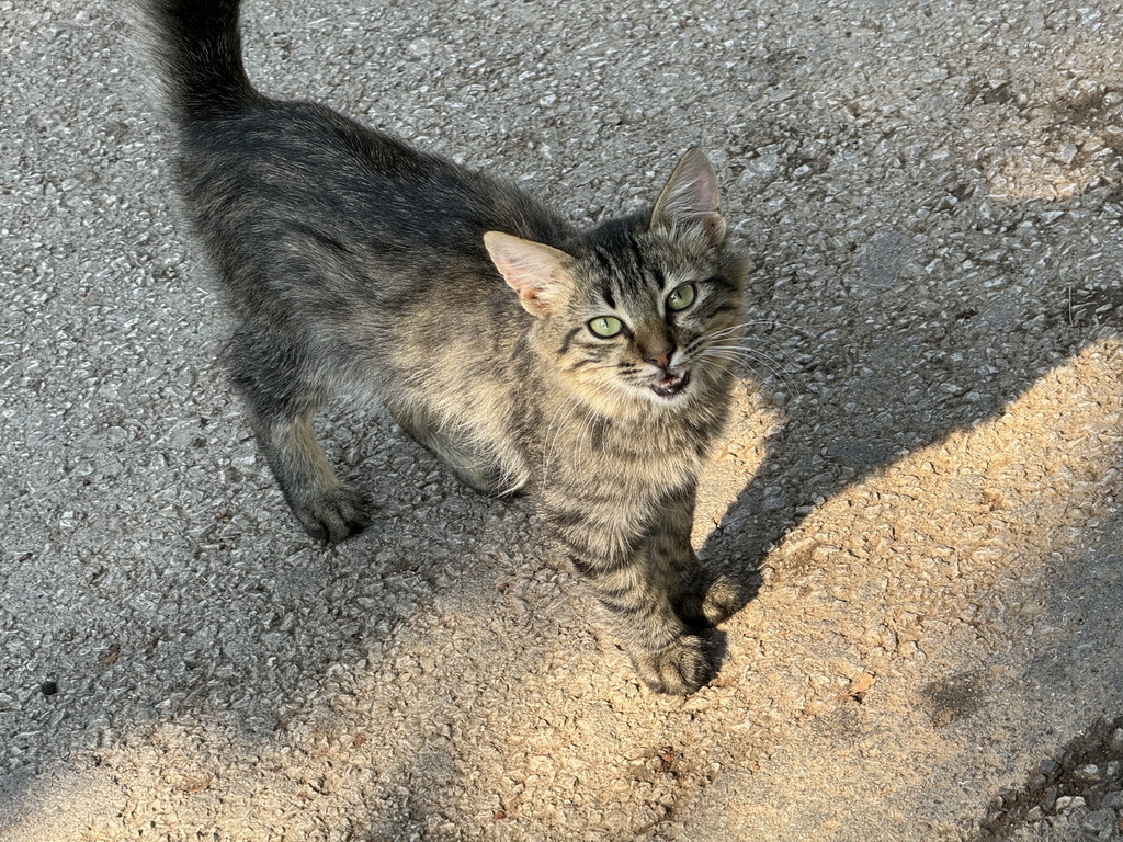 Cat at the Atatürk Kültür Park