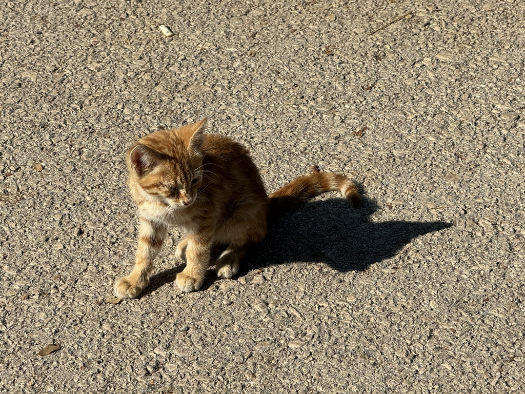 Cat at the Atatürk Kültür Park