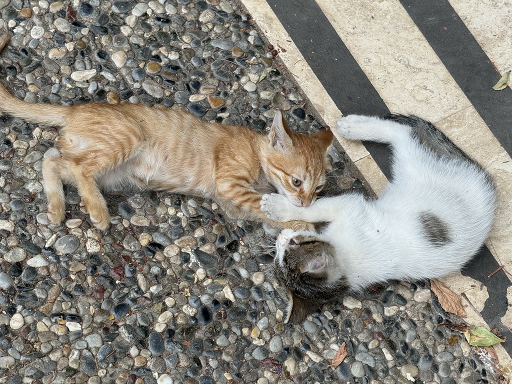 Kittens at the garden of the Antalya Archeology Museum