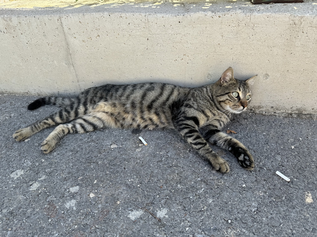 Cat at the Tünektepe Teleferik Tesisleri upper station at the Tünek Tepe hill