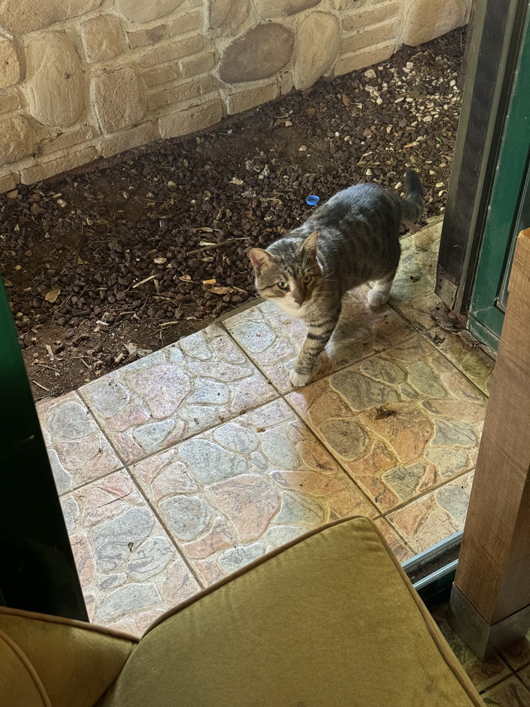 Cat at the Pasa Bey Kebap restaurant