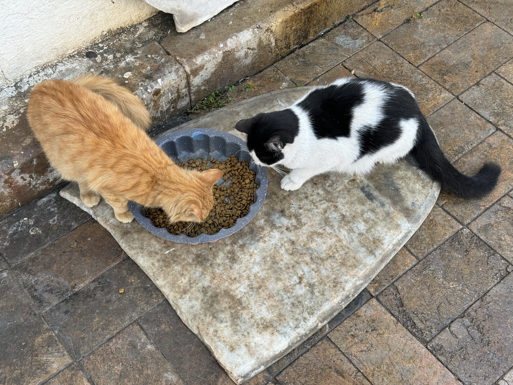 Cats at the Sakarya Sokak alley