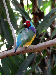 Bird at the Reptile House at the Antwerp Zoo