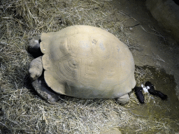 Tortoise at the Reptile House at the Antwerp Zoo