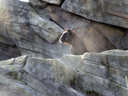 Takin at the Antwerp Zoo