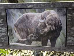 Photograph of Takins at the Antwerp Zoo