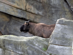 Takin at the Antwerp Zoo