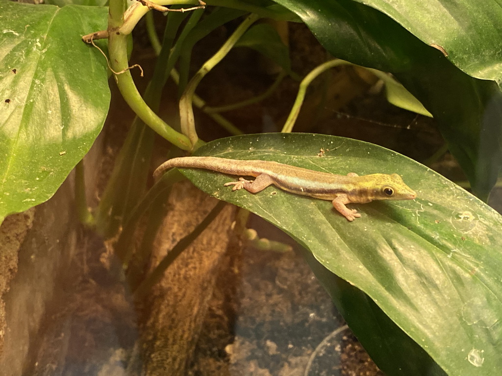 Gecko at the Reptile House at the Antwerp Zoo