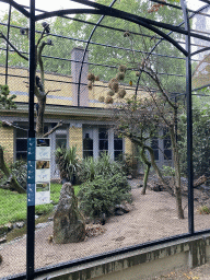 Golden-breasted Starlings, Green Wood Hoopoes and Village Weavers at the Antwerp Zoo, with explanation