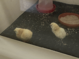 Chicks at the Bird Building at the Antwerp Zoo