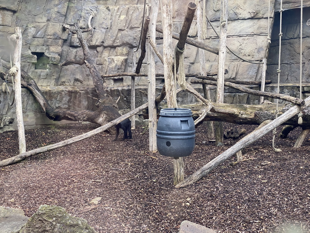 Brown-headed Spider Monkey at the Antwerp Zoo