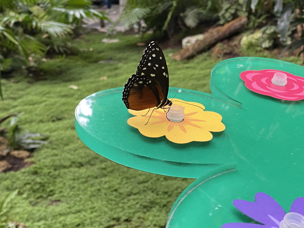 Butterfly at the Butterfly Garden at the Antwerp Zoo