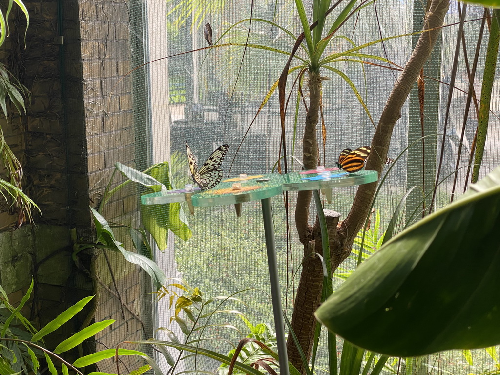 Butterflies at the Butterfly Garden at the Antwerp Zoo