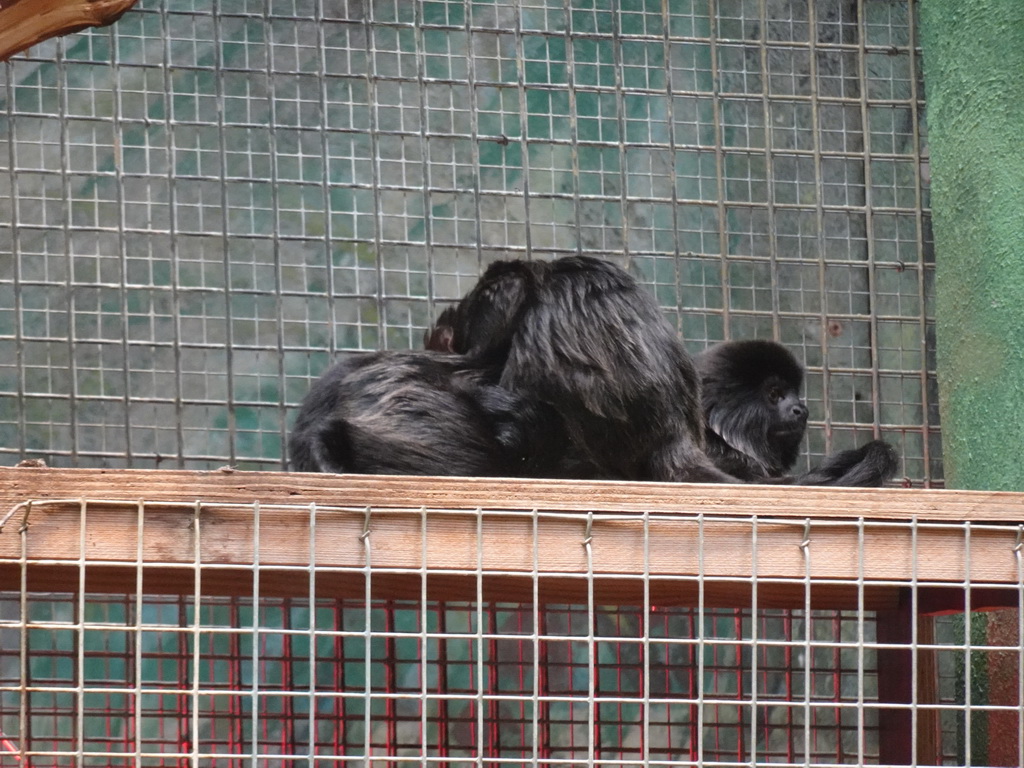 Goeldi`s Monkeys at the Monkey Building at the Antwerp Zoo