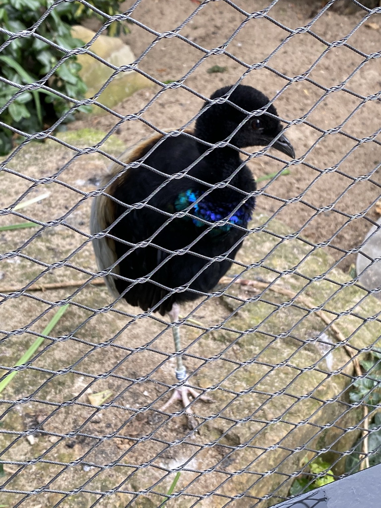 Bird at the Aviary at the Antwerp Zoo