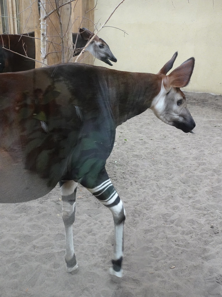 Okapis at the Antwerp Zoo