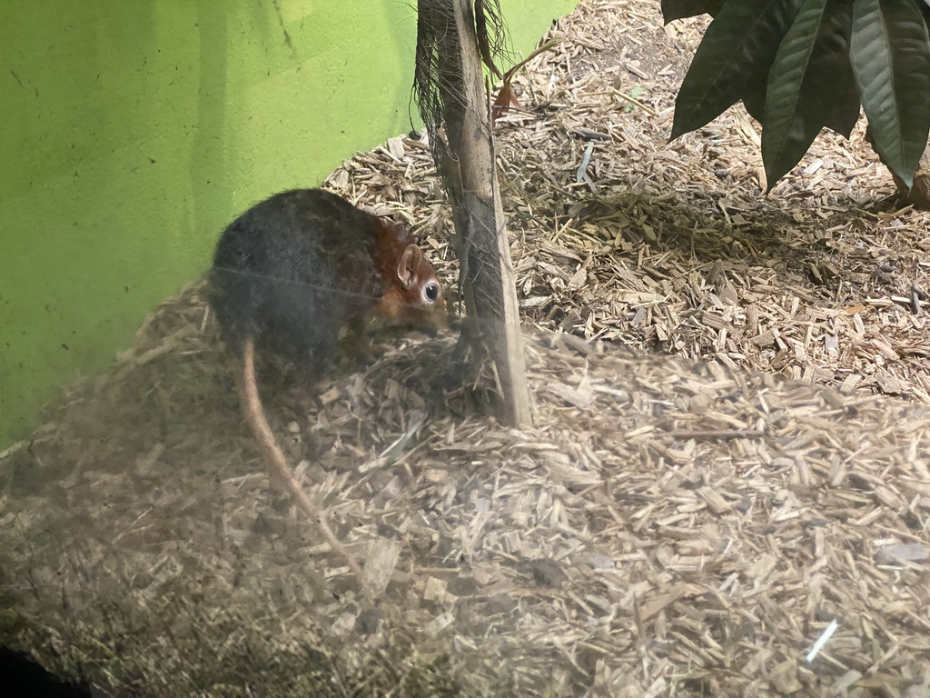 Black and Rufous Elephant Shrew at the Primate Building at the Antwerp Zoo