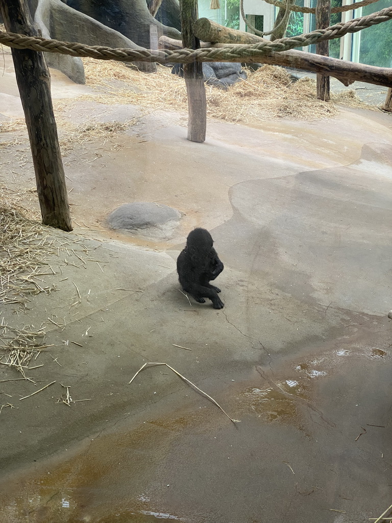 Young Gorilla at the Primate Building at the Antwerp Zoo