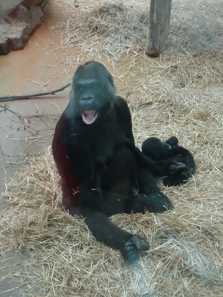 Gorillas at the Primate Building at the Antwerp Zoo