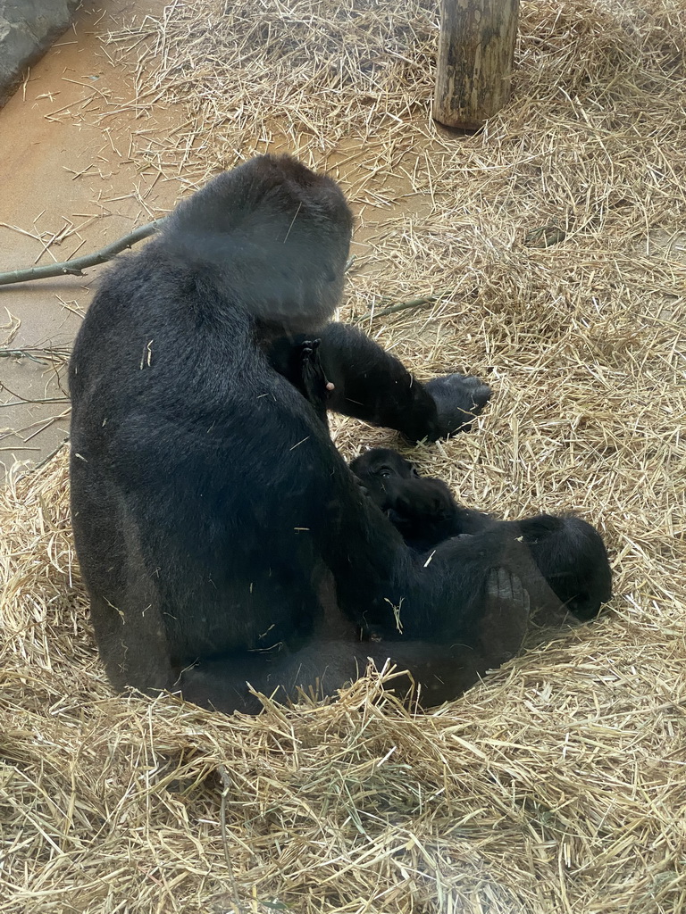 Gorillas at the Primate Building at the Antwerp Zoo