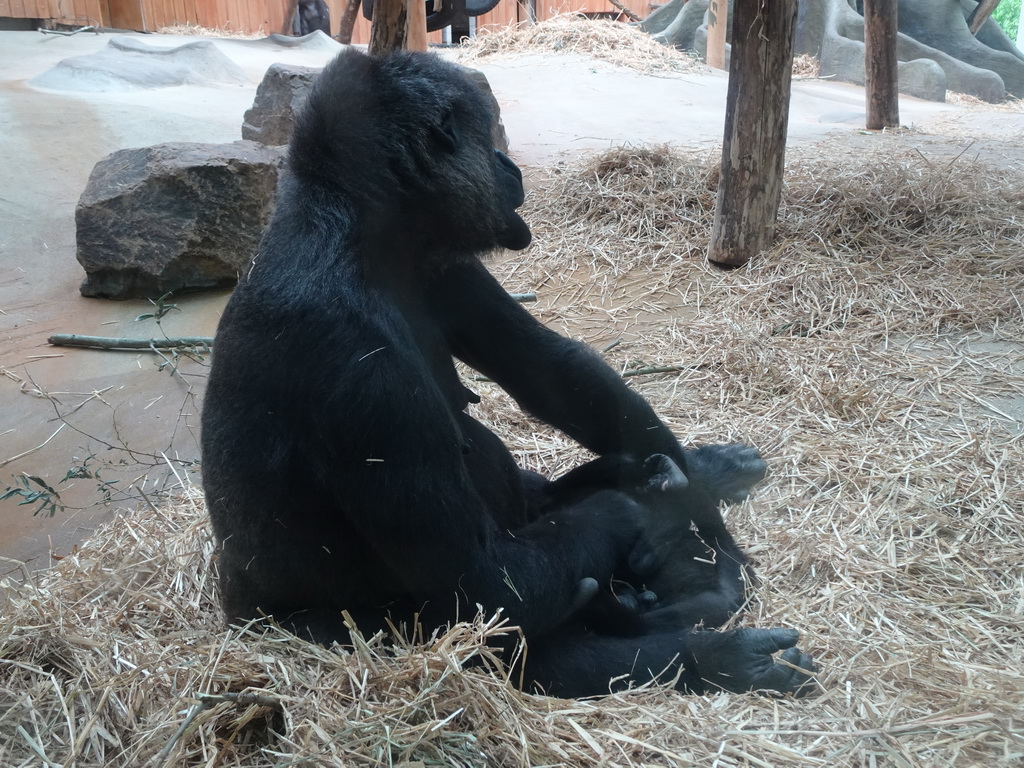 Gorillas at the Primate Building at the Antwerp Zoo