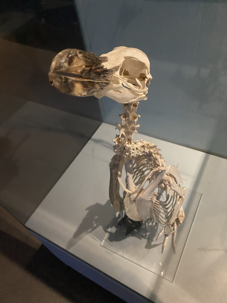 Skeleton of a Penguin at the Vriesland building at the Antwerp Zoo