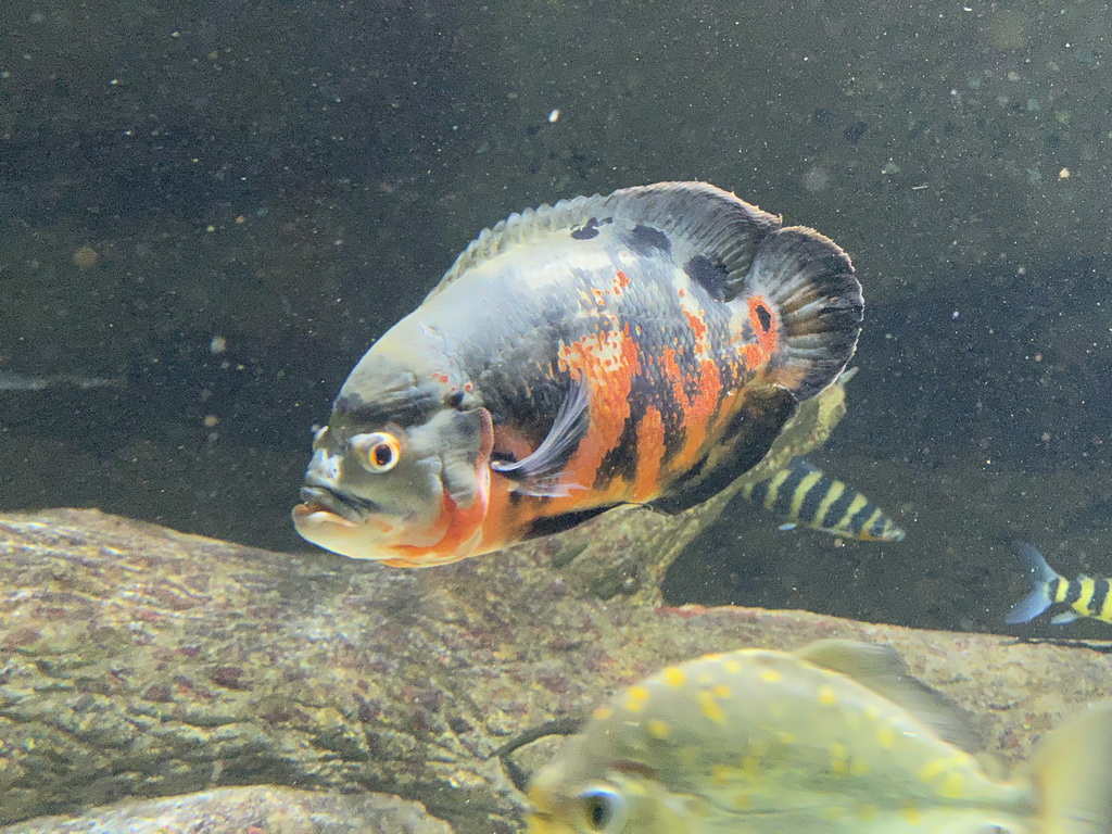 Fishes at the Aquarium of the Antwerp Zoo