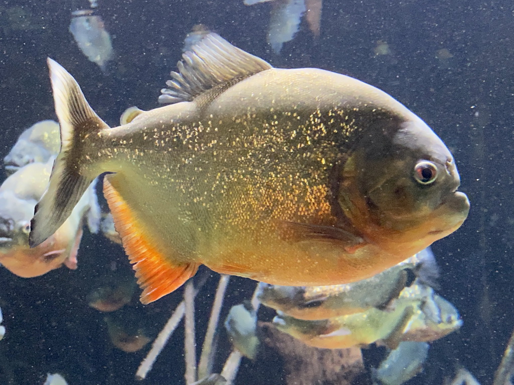 Red Piranhas at the Aquarium of the Antwerp Zoo